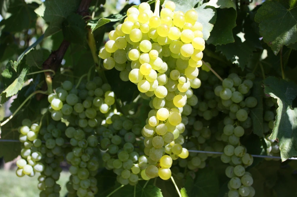 Lakemont Seedless Grape Vine Live Plant - 2 Pack, 1-2 Yr Old, Outdoor Fruit Plant - Image 3