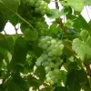 Lakemont Seedless Grape Vine Live Plant - 2 Pack, 1-2 Yr Old, Outdoor Fruit Plant - Image 1