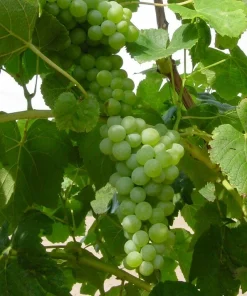 Lakemont Seedless Grape Vine Live Plant - 2 Pack, 1-2 Yr Old, Outdoor Fruit Plant - Image 1