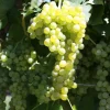 Lakemont Seedless Grape Vine Plant - 1-2 Year Old Live Vine - Image 1