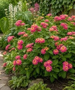 Lantana Athens Rose Live Plants - Set of 2, 4-7 Inches Tall, Outdoor Shrub for Patio & Garden - Image 2