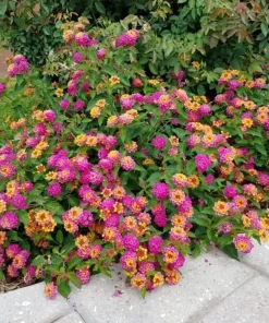 Lantana Athens Rose Live Plants - Set of 2, 4-7 Inches Tall, Outdoor Shrub for Patio & Garden - Image 4