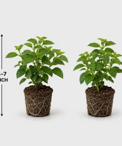 Lantana Athens Rose Live Plants - Set of 2, 4-7 Inches Tall, Outdoor Shrub for Patio & Garden - Image 5