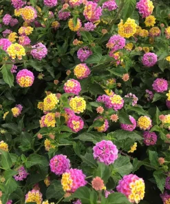 Lantana Athens Rose Live Plants - Set of 2, 4-7 Inches Tall, Outdoor Shrub for Patio & Garden - Image 6