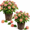 Lantana Athens Rose Live Plants - Set of 2, 4-7 Inches Tall, Outdoor Shrub for Patio & Garden - Image 1