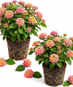 Lantana Athens Rose Live Plants - Set of 2, 4-7 Inches Tall, Outdoor Shrub for Patio & Garden - Image 1