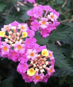 Lantana 'Carlos' Live Starter Plants, Golden Yellow to Red, 4-6 inch, 3-Pack Outdoor - Image 2