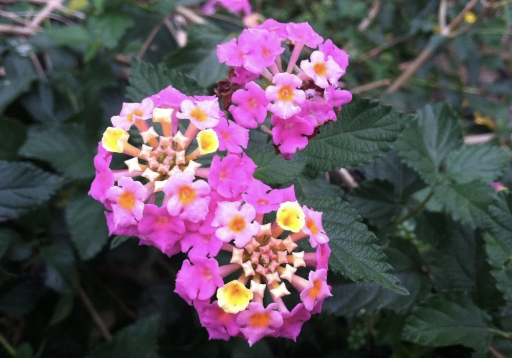 Lantana 'Carlos' Live Starter Plants, Golden Yellow to Red, 4-6 inch, 3-Pack Outdoor - Image 2