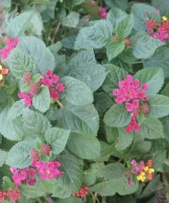 Lantana 'Carlos' Live Starter Plants, Golden Yellow to Red, 4-6 inch, 3-Pack Outdoor - Image 3