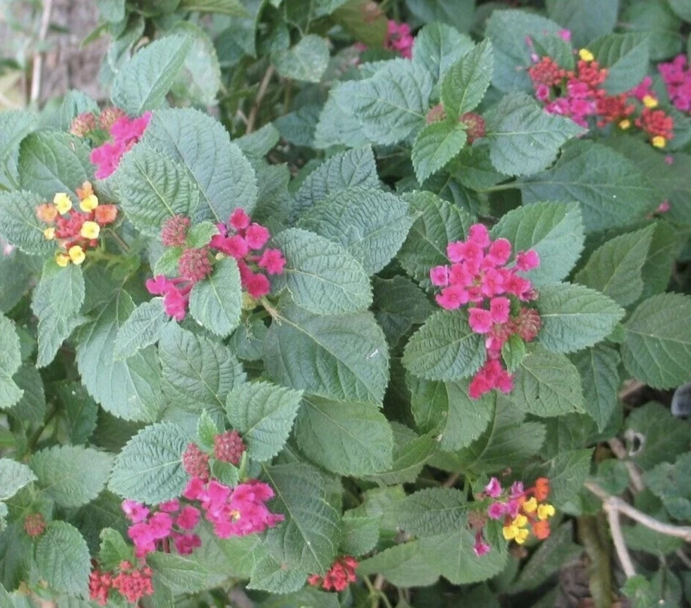 Lantana 'Carlos' Live Starter Plants, Golden Yellow to Red, 4-6 inch, 3-Pack Outdoor - Image 3