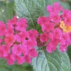 Lantana 'Carlos' Live Starter Plants, Golden Yellow to Red, 4-6 inch, 3-Pack Outdoor - Image 1