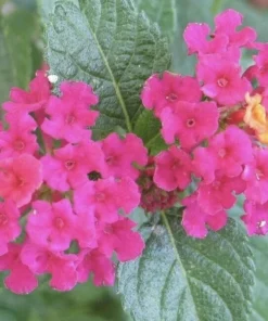 Lantana 'Carlos' Live Starter Plants, Golden Yellow to Red, 4-6 inch, 3-Pack Outdoor - Image 1
