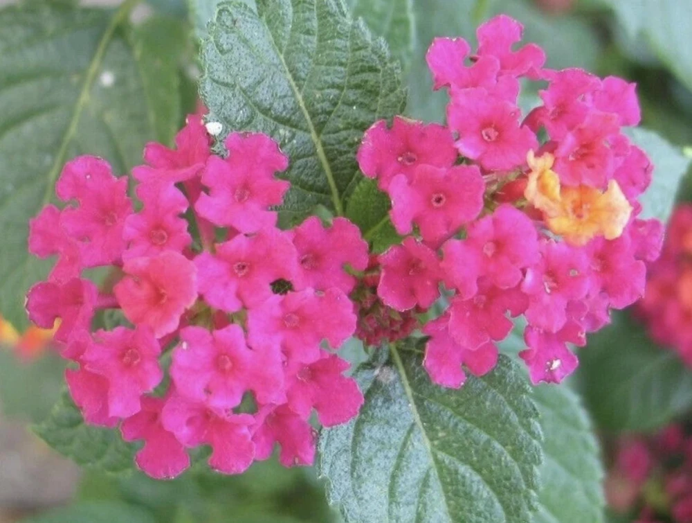 Lantana 'Carlos' Live Starter Plants, Golden Yellow to Red, 4-6 inch, 3-Pack Outdoor - Image 1