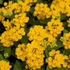 Lantana Chapel Hill Gold Live Plant – Set of 2 Perennial Flowering Plants for Outdoor Gardens, 4-6 Inches Tall - Image 1