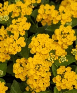 Lantana Chapel Hill Gold Live Plant – Set of 2 Perennial Flowering Plants for Outdoor Gardens, 4-6 Inches Tall - Image 1