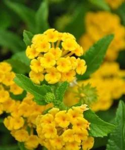 Lantana Chapel Hill Gold Live Plant – Set of 2 Perennial Flowering Plants for Outdoor Gardens, 4-6 Inches Tall - Image 2