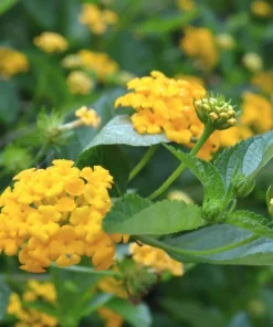 Lantana Chapel Hill Gold Live Plant – Set of 2 Perennial Flowering Plants for Outdoor Gardens, 4-6 Inches Tall - Image 3