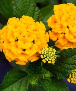 Lantana Chapel Hill Gold Live Plant – Set of 2 Perennial Flowering Plants for Outdoor Gardens, 4-6 Inches Tall - Image 4