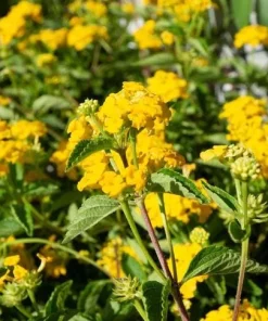 Lantana Chapel Hill Gold Live Plant – Set of 2 Perennial Flowering Plants for Outdoor Gardens, 4-6 Inches Tall - Image 5