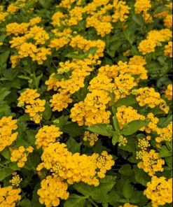Lantana Chapel Hill Gold Live Plant – Set of 2 Perennial Flowering Plants for Outdoor Gardens, 4-6 Inches Tall - Image 6