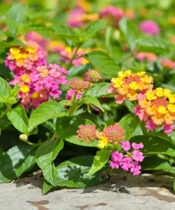 Lantana Confetti Live Plants - Set of 2, Perennial Flowering, 4-6 Inches Tall, Outdoor - Image 2