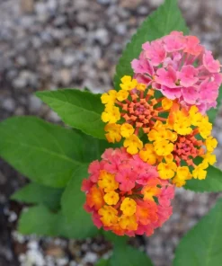 Lantana Confetti Live Plants - Set of 2, Perennial Flowering, 4-6 Inches Tall, Outdoor - Image 3