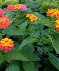 Lantana Confetti Live Plants - Set of 2, Perennial Flowering, 4-6 Inches Tall, Outdoor - Image 4