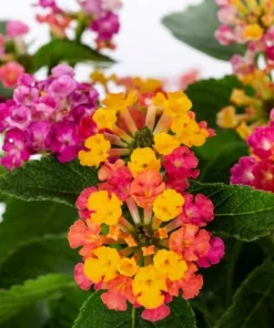 Lantana Confetti Live Plants - Set of 2, Perennial Flowering, 4-6 Inches Tall, Outdoor - Image 5