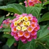 Lantana Confetti Live Plants - Set of 2, Perennial Flowering, 4-6 Inches Tall, Outdoor - Image 1