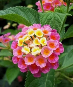 Lantana Confetti Live Plants - Set of 2, Perennial Flowering, 4-6 Inches Tall, Outdoor - Image 1