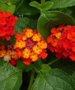 Lantana Dallas Red Live Plants - Set of 2, 4-6 Inches Tall, Perennial Outdoor - Image 2