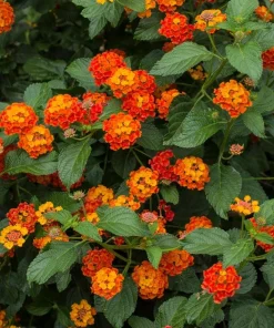Lantana Dallas Red Live Plants - Set of 2, 4-6 Inches Tall, Perennial Outdoor - Image 3