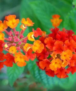 Lantana Dallas Red Live Plants - Set of 2, 4-6 Inches Tall, Perennial Outdoor - Image 4