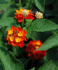 Lantana Dallas Red Live Plants - Set of 2, 4-6 Inches Tall, Perennial Outdoor - Image 5