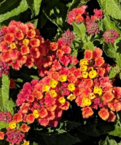 Lantana Dallas Red Live Plants - Set of 2, 4-6 Inches Tall, Perennial Outdoor - Image 6