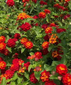 Lantana Dallas Red Live Plants - Set of 2, 4-6 Inches Tall, Perennial Outdoor - Image 7