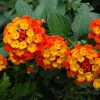 Lantana Dallas Red Live Plants - Set of 2, 4-6 Inches Tall, Perennial Outdoor - Image 1