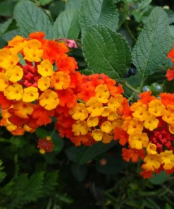 Lantana Dallas Red Live Plants - Set of 2, 4-6 Inches Tall, Perennial Outdoor - Image 1