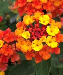 Lantana 'Fireworks' Live Plant - Pack of 3, 4-6" Tall, Multicolored Blooms - Image 1