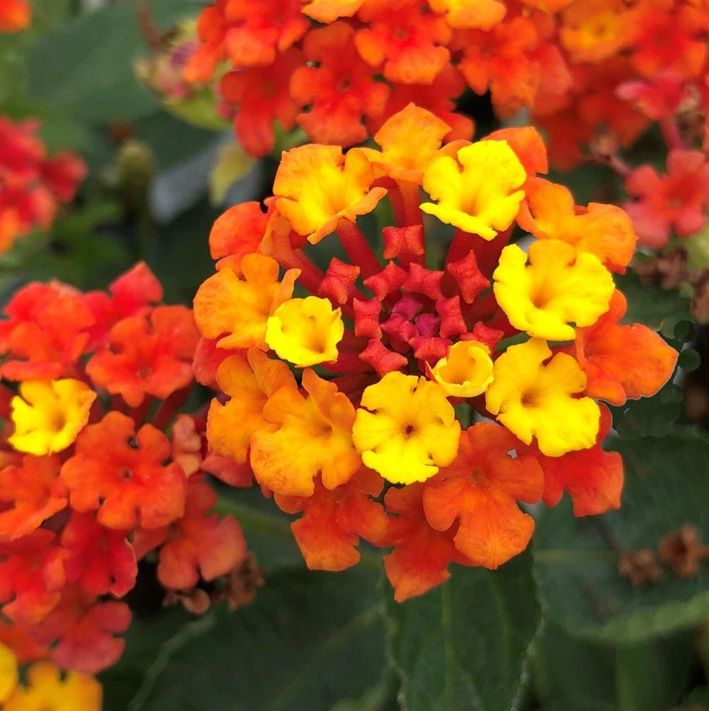 Lantana 'Fireworks' Live Plant - Pack of 3, 4-6" Tall, Multicolored Blooms - Image 1
