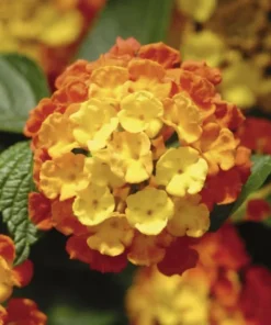 Lantana 'Fireworks' Live Plant - Pack of 3, 4-6" Tall, Multicolored Blooms - Image 2