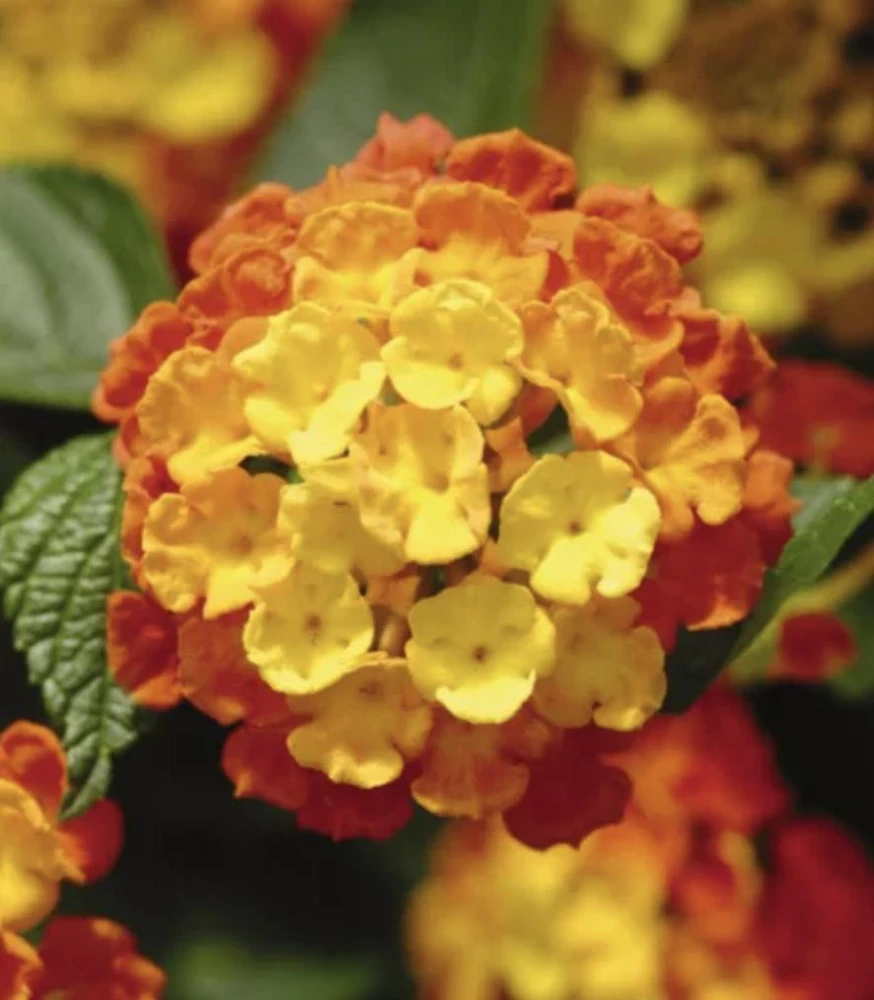 Lantana 'Fireworks' Live Plant - Pack of 3, 4-6" Tall, Multicolored Blooms - Image 2