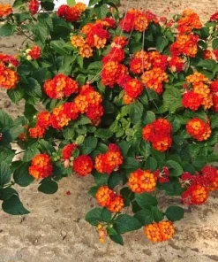 Lantana 'Fireworks' Live Plant - Pack of 3, 4-6