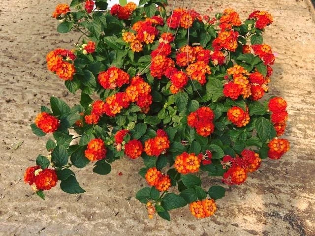 Lantana 'Fireworks' Live Plant - Pack of 3, 4-6" Tall, Multicolored Blooms - Image 3