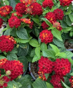 Lantana Frans Red Live Plants - Pack of 3, 4-6 Inches Tall, Attracts Butterflies, Outdoor - Image 2