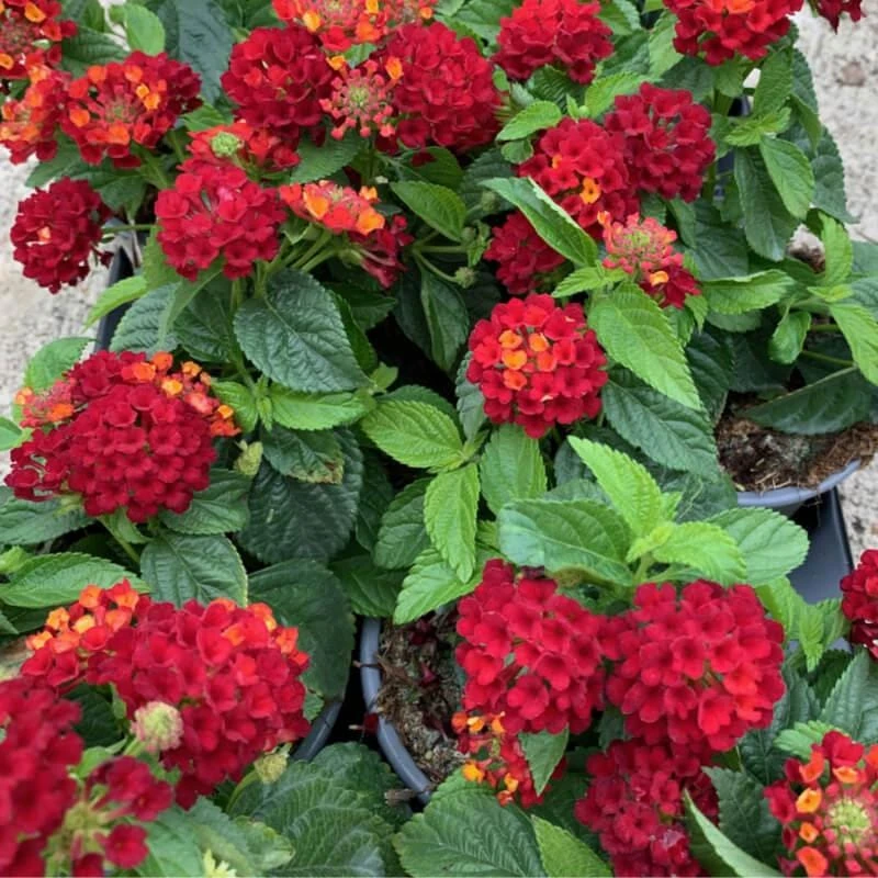 Lantana Frans Red Live Plants - Pack of 3, 4-6 Inches Tall, Attracts Butterflies, Outdoor - Image 2