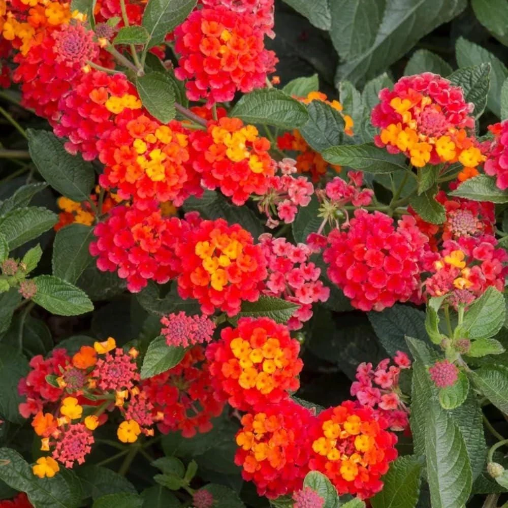 Lantana Frans Red Live Plants - Pack of 3, 4-6 Inches Tall, Attracts Butterflies, Outdoor - Image 3
