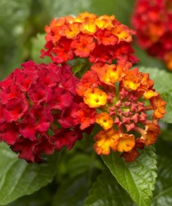 Lantana Frans Red Live Plants - Pack of 3, 4-6 Inches Tall, Attracts Butterflies, Outdoor - Image 4