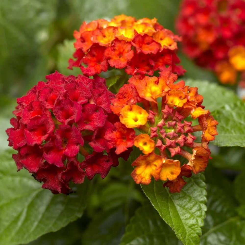 Lantana Frans Red Live Plants - Pack of 3, 4-6 Inches Tall, Attracts Butterflies, Outdoor - Image 4