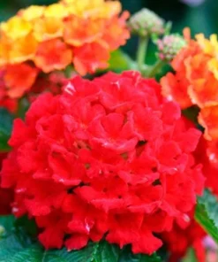 Lantana Frans Red Live Plants - Pack of 3, 4-6 Inches Tall, Attracts Butterflies, Outdoor - Image 5